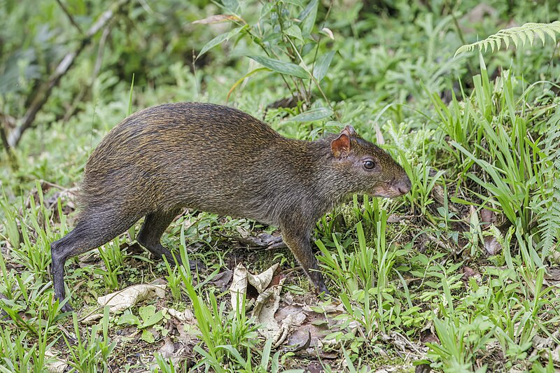 Central American Agouti (Dasyprocta punctata)