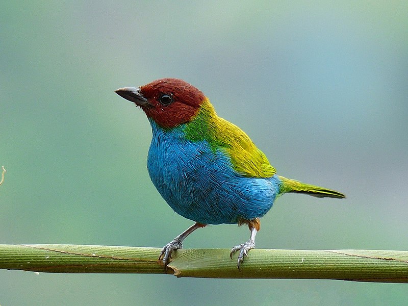 Bay-headed Tanager (Tangara gyrola)