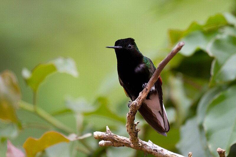 Black-bellied Hummingbird (Eupherusa nigriventris)