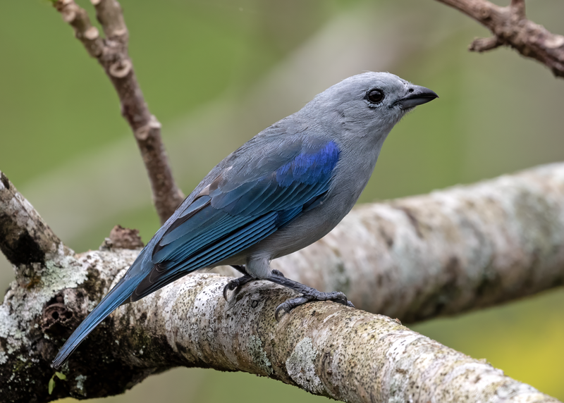 Blue-gray Tanager (Thraupis episcopus)