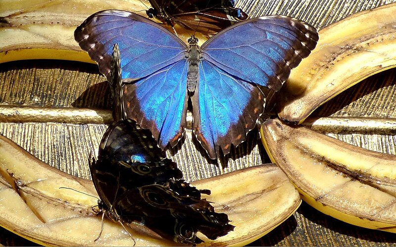 Blue Morpho (Morpho peleides)