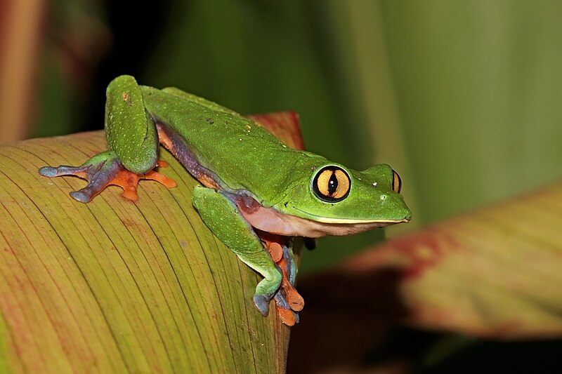 Blue-sided Leaf Frog (Agalychnis annae)
