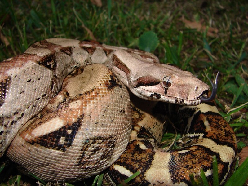 Boa Constrictor (Boa imperator)