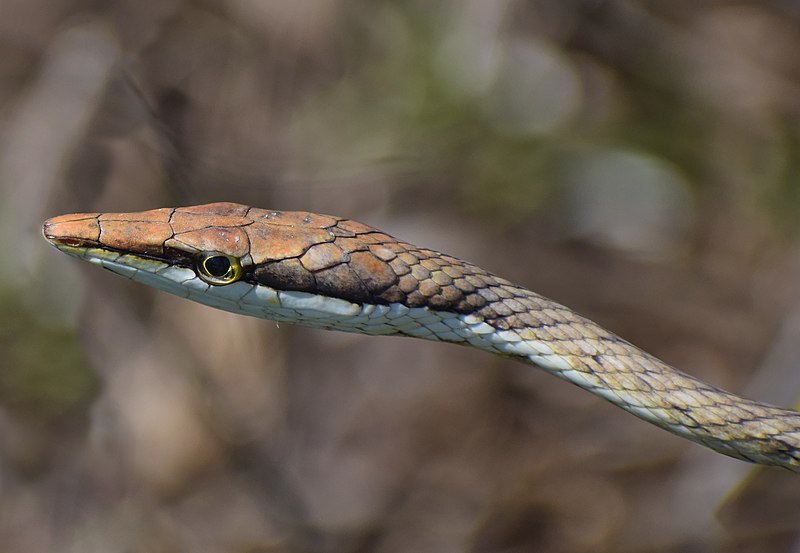 Brown Vine Snake (Oxybelis aeneus)