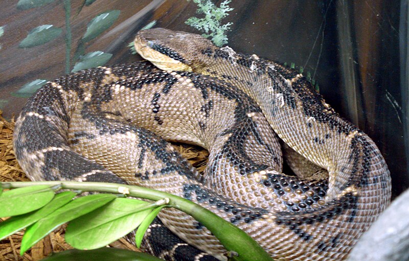 Bushmaster (Lachesis stenophrys)