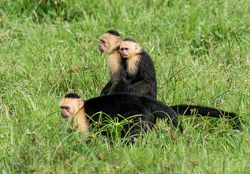 White-faced Capuchin Monkey (Cebus imitator)