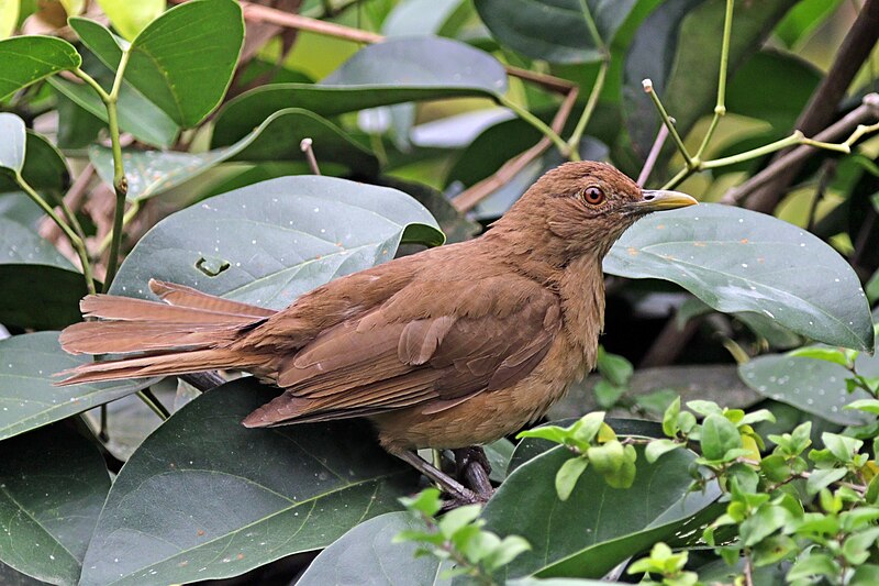 Clay-colored Thrush (Turdus grayi)