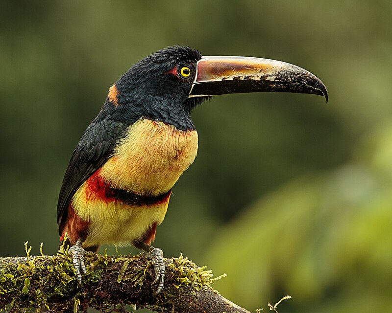 Collared Aracari (Pteroglossus torquatus)