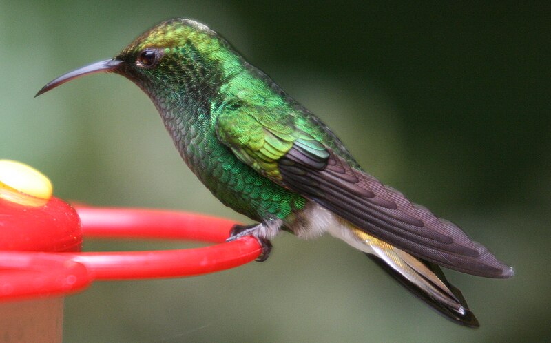 Coppery-headed Emerald (Microchera cupreiceps)