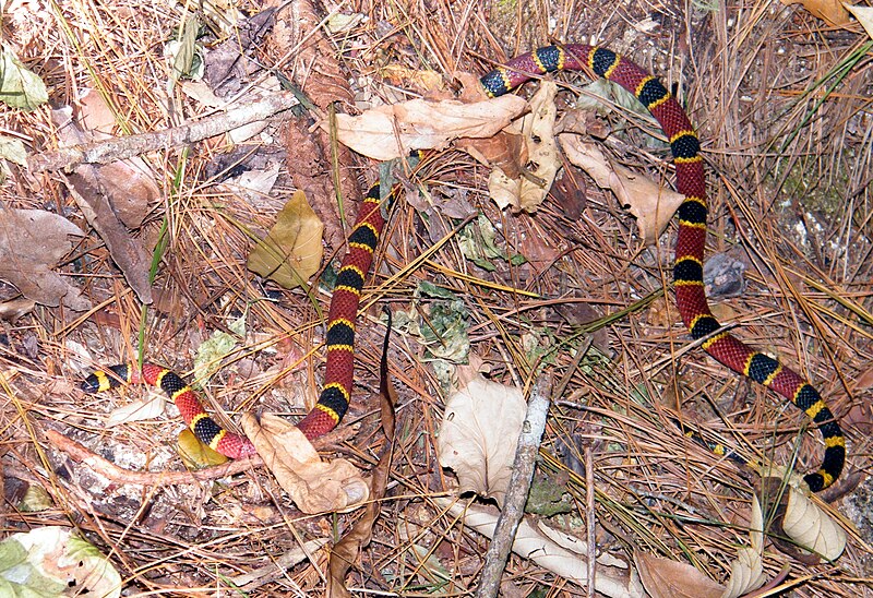 Central American Coral Snake (Micrurus nigrocinctus)