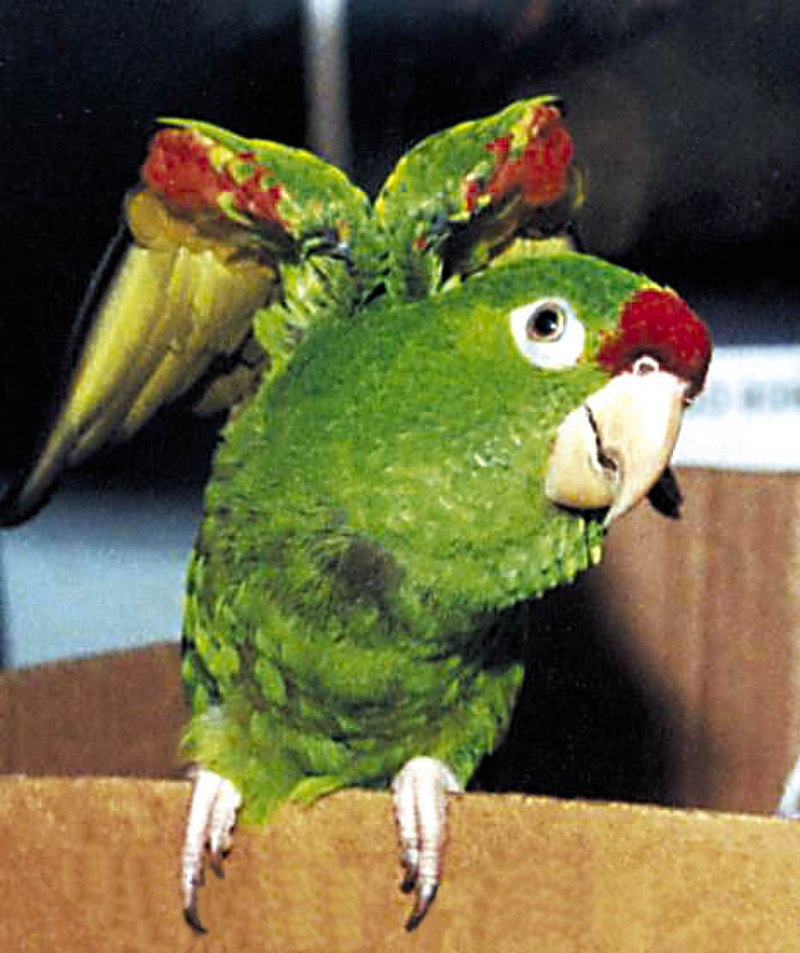 Crimson-fronted Parakeet (Psittacara finschi)