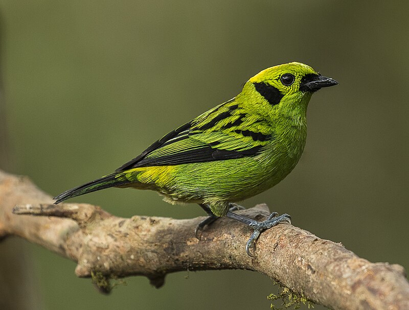 Emerald Tanager (Tangara florida)
