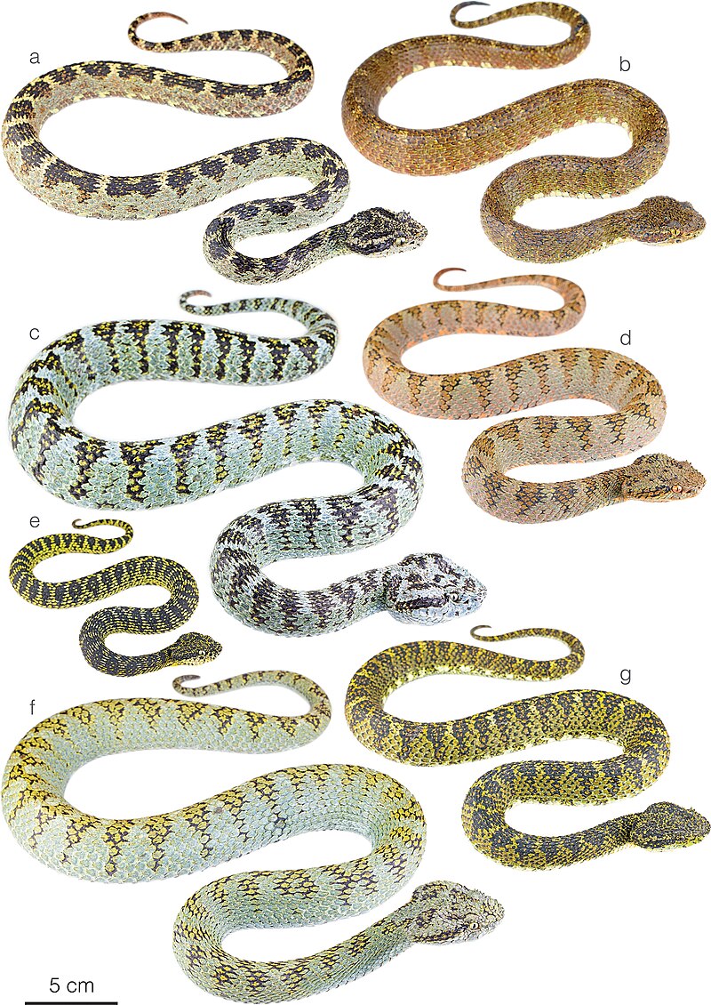 Eyelash Pit Viper (Bothriechis schlegelii)
