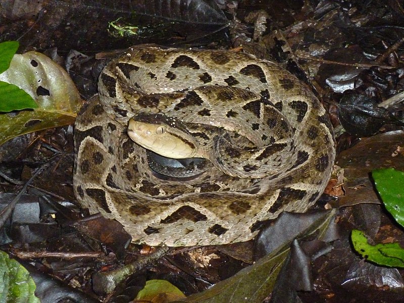 Fer-de-Lance (Terciopelo) (Bothrops asper)