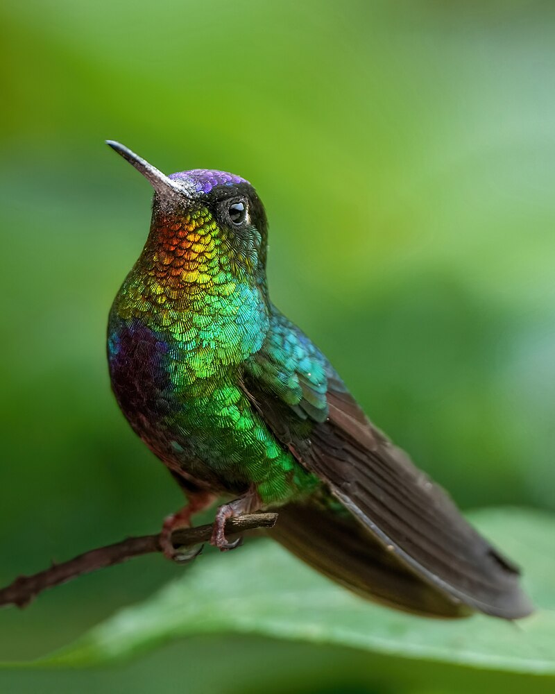 Fiery-throated Hummingbird (Panterpe insignis)