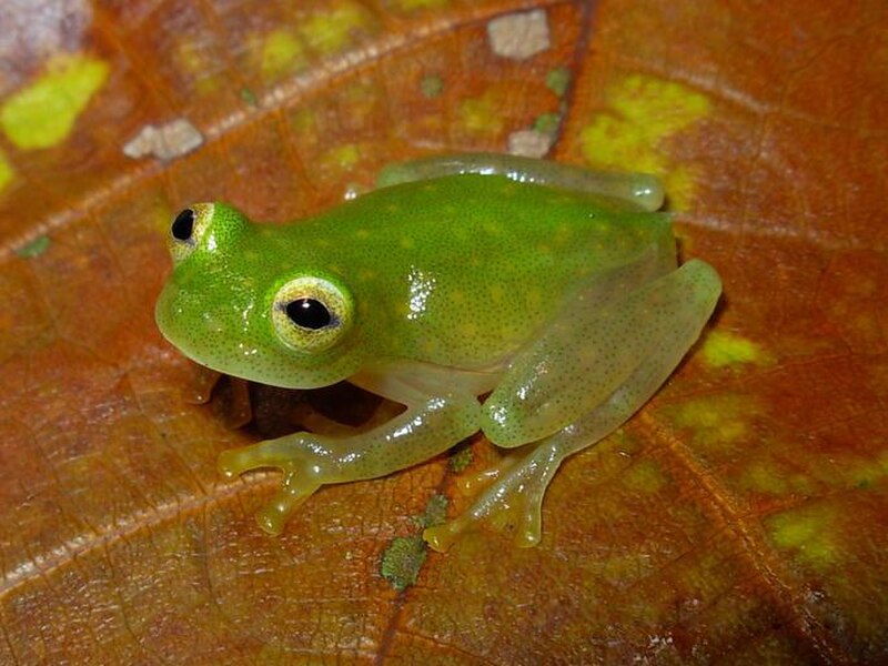Fleischmann's Glass Frog (Hyalinobatrachium fleischmanni)