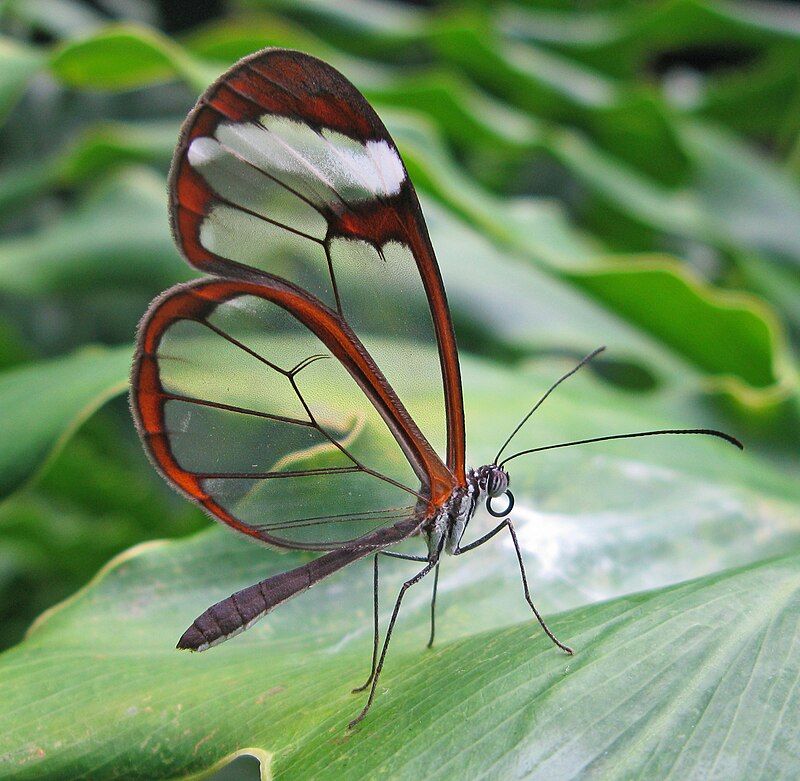 Glasswing Butterfly (Greta oto)