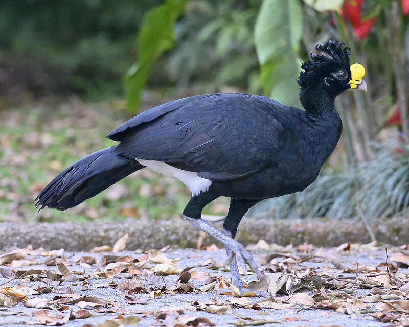 Great Curassow (Crax rubra)