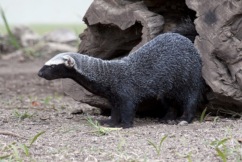 Greater Grison (Galictis vittata)