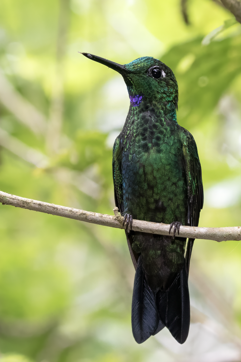 Green-crowned Brilliant (Heliodoxa jacula)