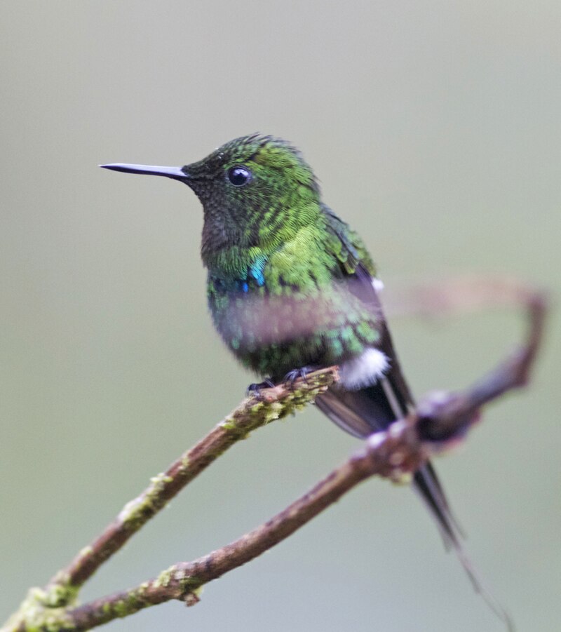 Green Thorntail (Discosura conversii)