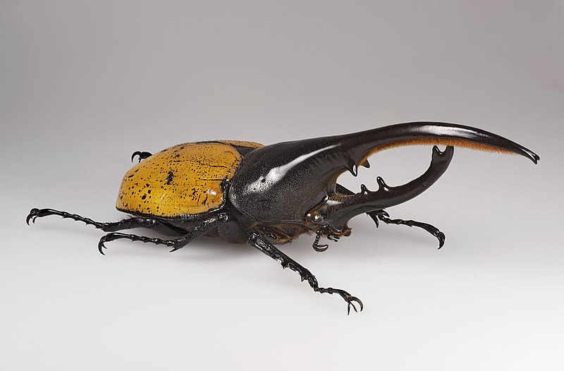 Hercules Beetle (Dynastes hercules)