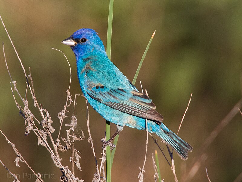 Indigo Bunting (Passerina cyanea)