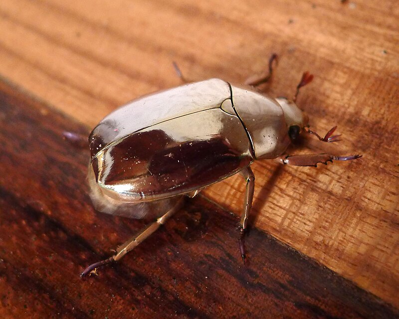 Resplendent Jewel Scarab (Chrysina resplendens)