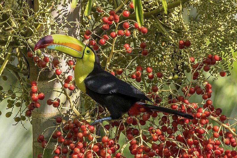Keel-billed Toucan (Ramphastos sulfuratus)