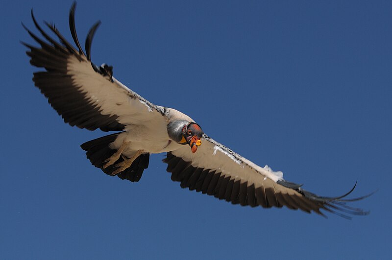 King Vulture (Sarcoramphus papa)