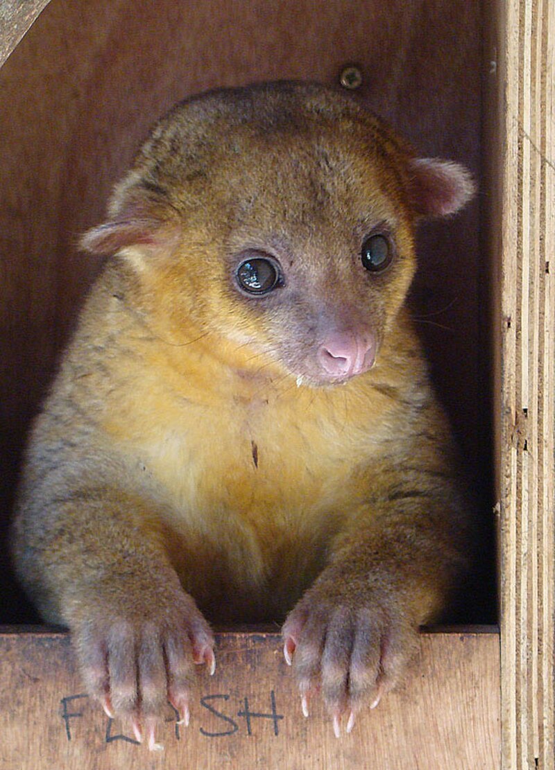 Kinkajou (Potos flavus)