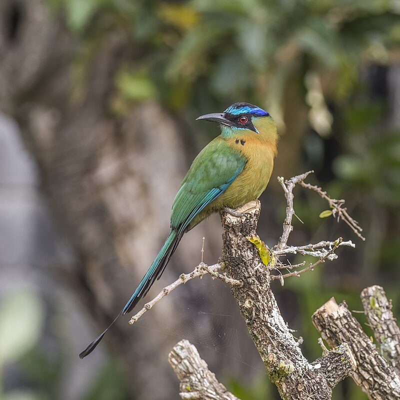 Lesson's Motmot (Momotus lessonii)