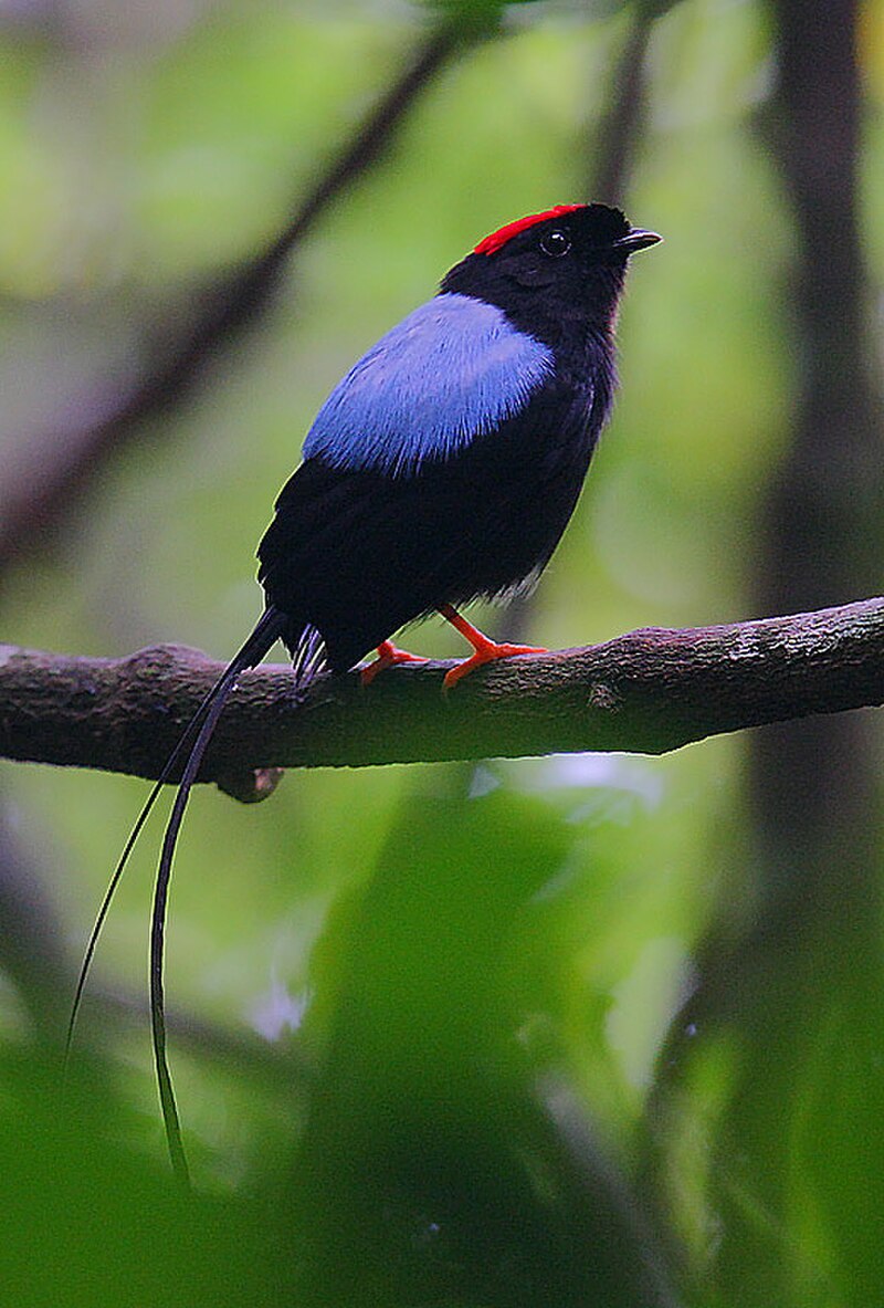 Long-tailed Manakin (Chiroxiphia linearis)