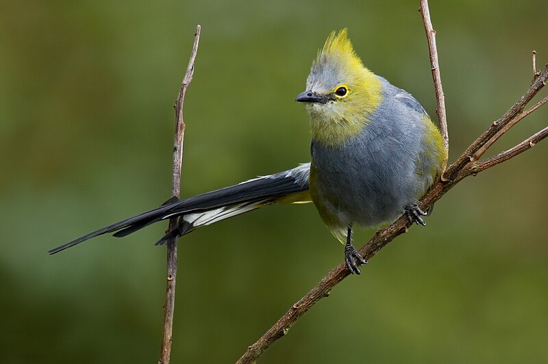 Long-tailed Silky-flycatcher (Ptiliogonys caudatus)