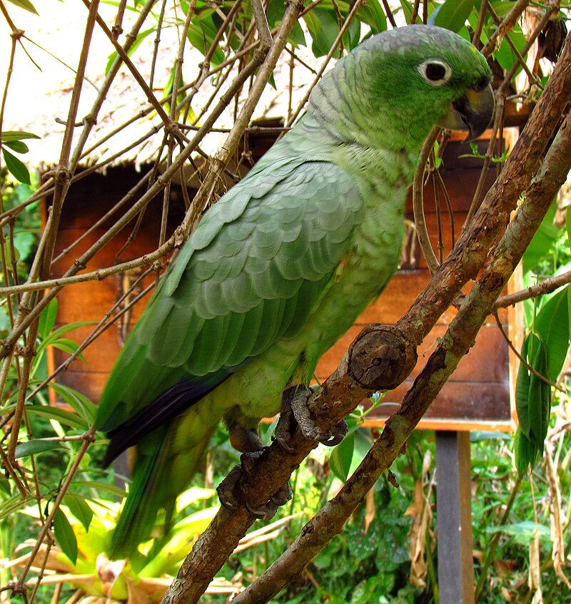 Mealy Parrot (Amazona farinosa)
