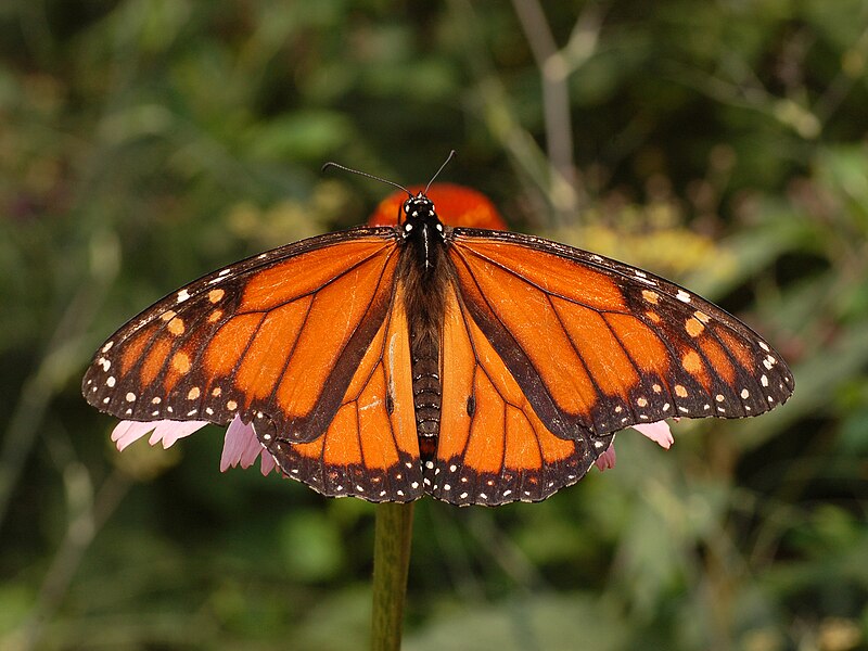 Monarch Butterfly (Danaus plexippus)
