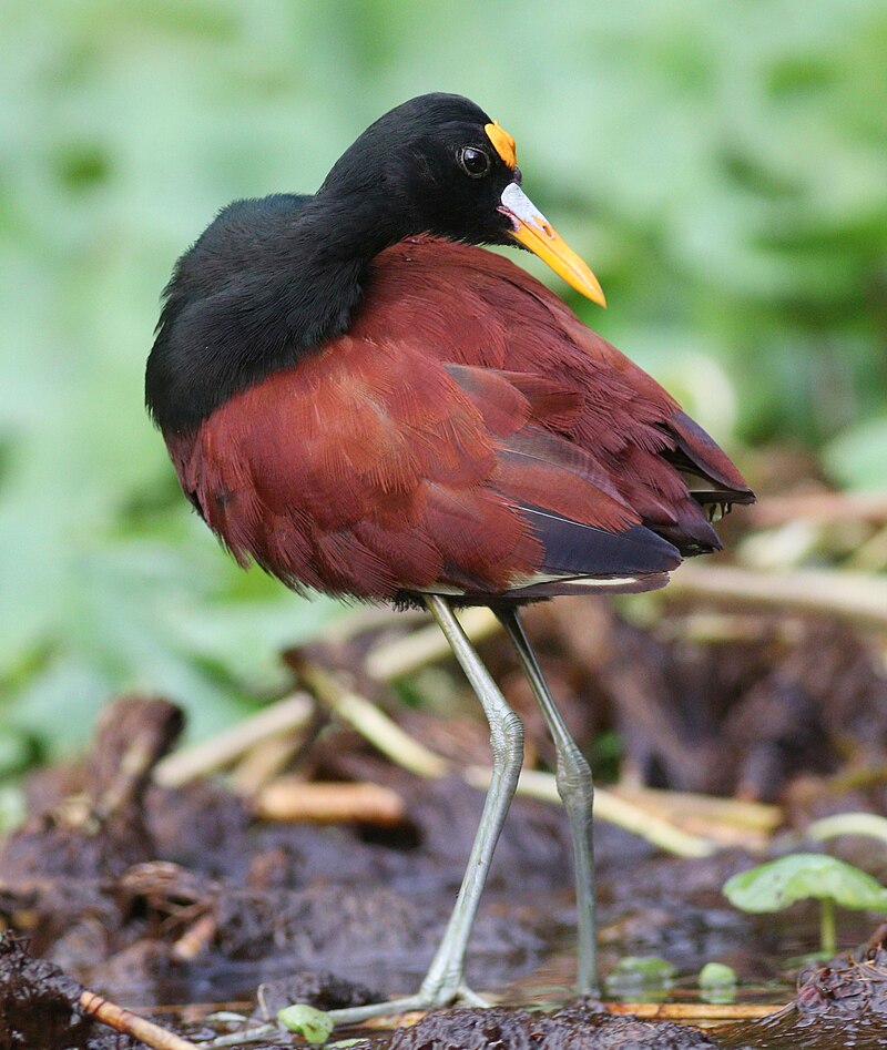 Northern Jacana (Jacana spinosa)