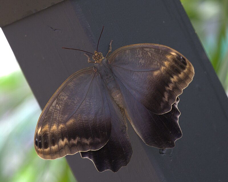 Owl Butterfly (Caligo memnon)