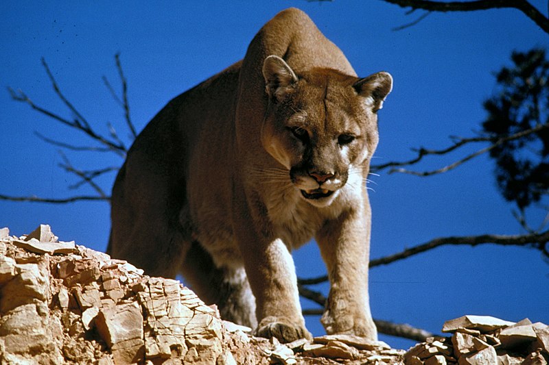 Puma / Mountain Lion (Puma concolor)