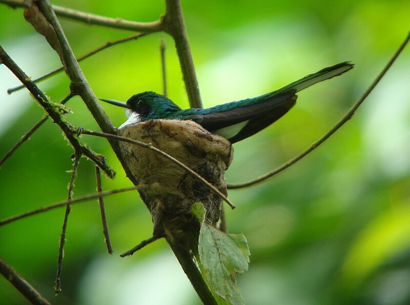 Purple-crowned Fairy (Heliothryx barroti)