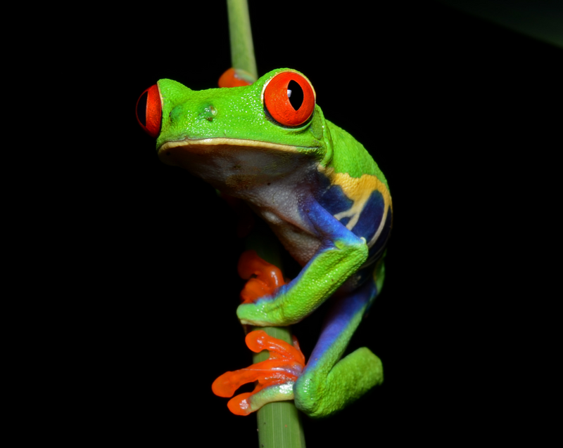 Red-eyed Tree Frog (Agalychnis callidryas)