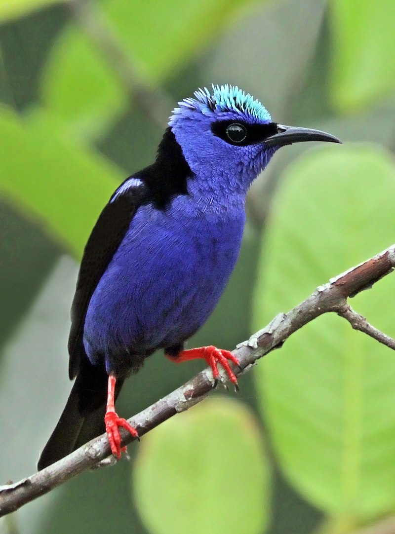 Red-legged Honeycreeper (Cyanerpes cyaneus)