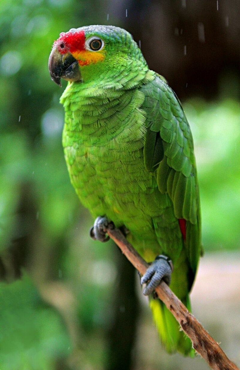 Red-lored Parrot (Amazona autumnalis)