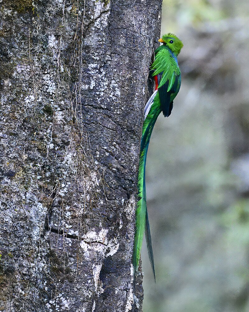 Resplendent Quetzal (Pharomachrus mocinno)