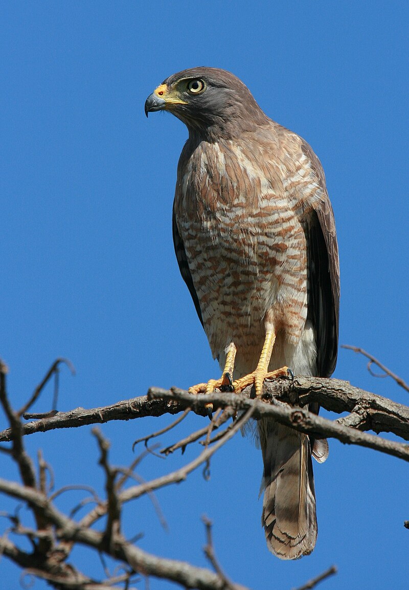 Roadside Hawk (Rupornis magnirostris)