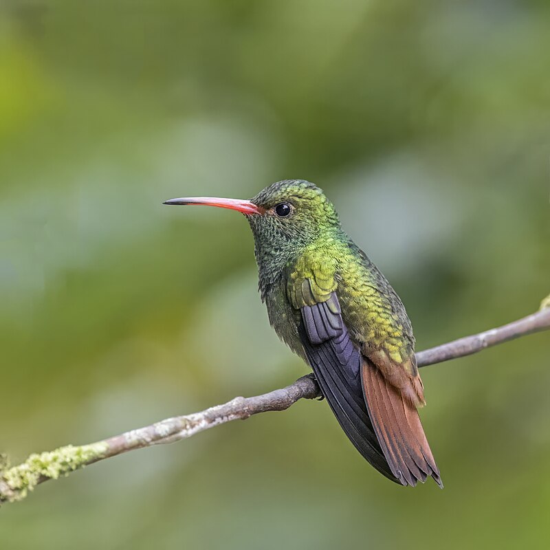 Rufous-tailed Hummingbird (Amazilia tzacatl)