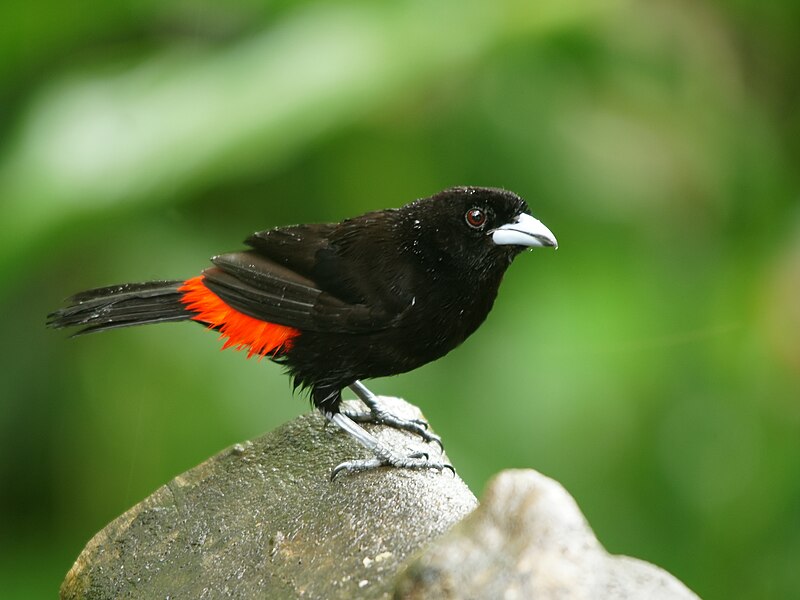 Scarlet-rumped Tanager (Ramphocelus passerinii)