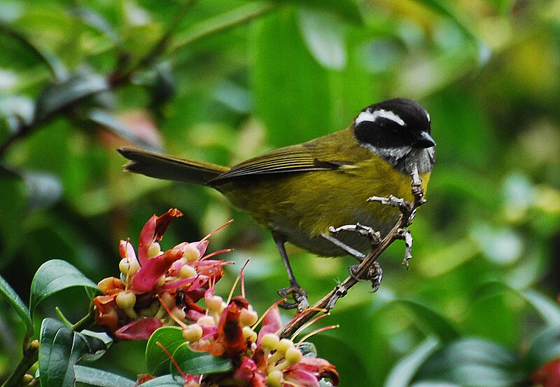 Sooty-capped Chlorospingus (Chlorospingus pileatus)