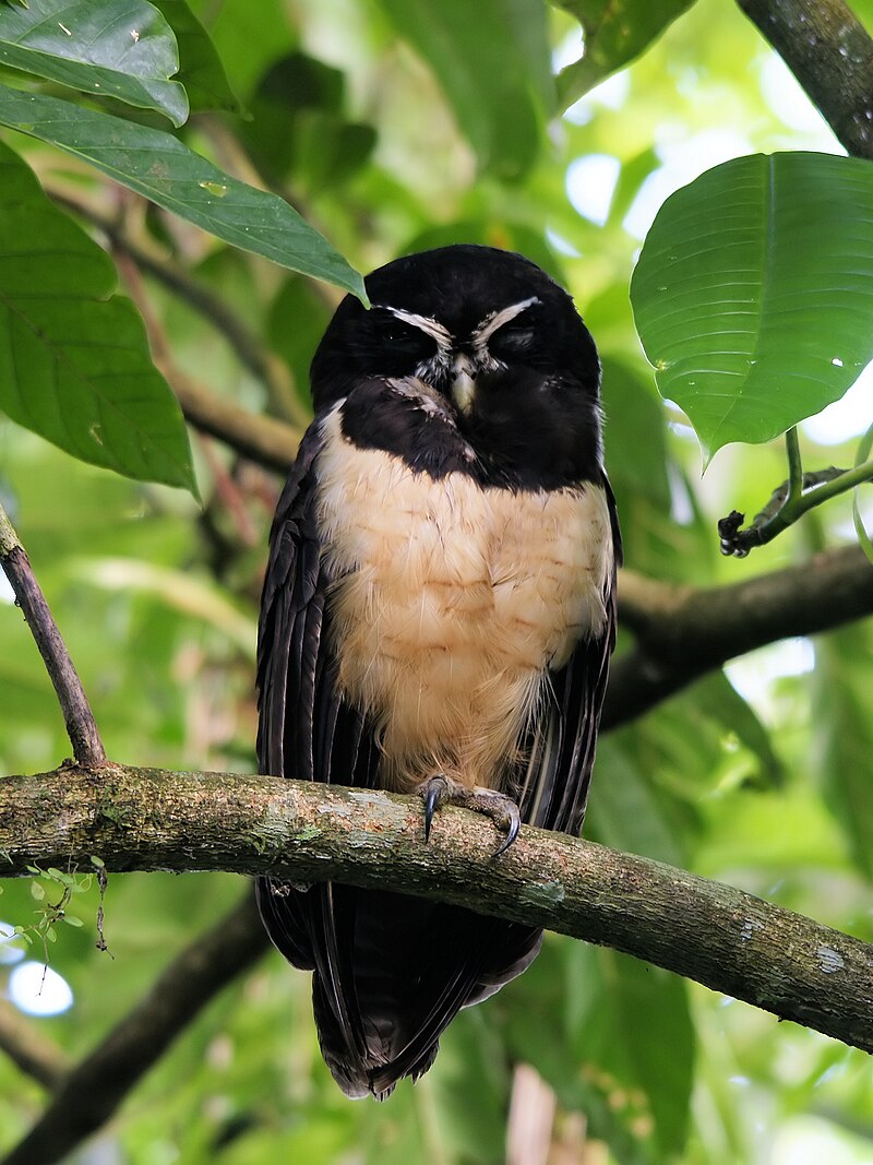Spectacled Owl (Pulsatrix perspicillata)