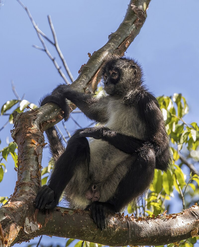 Geoffroy's Spider Monkey (Ateles geoffroyi)